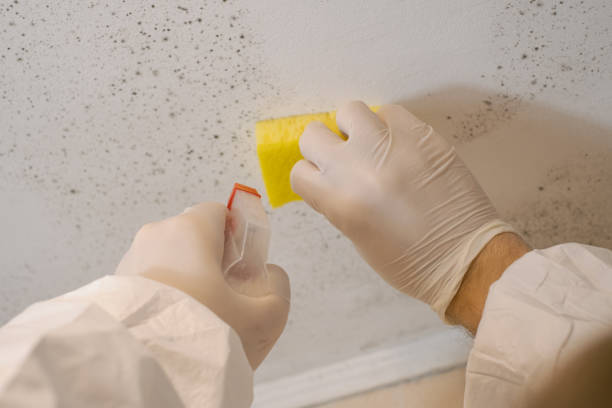 Best Real Estate Mold Inspection  in Connerton, FL