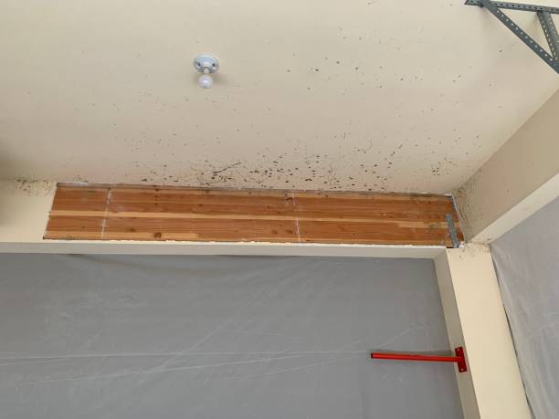 Best Crawl Space Mold Remediation  in Connerton, FL