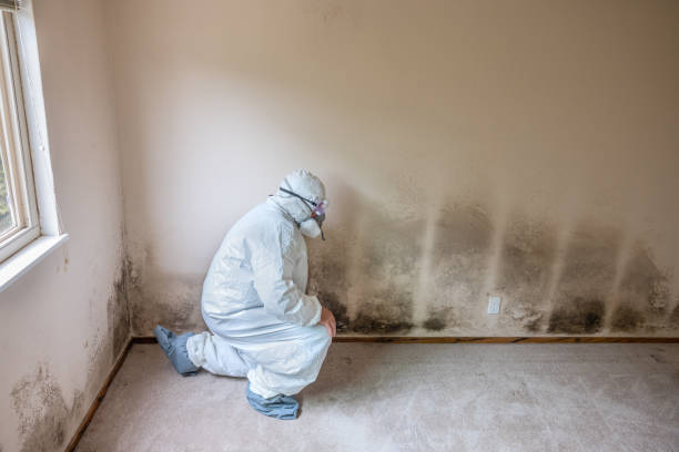 Mold Remediation for Rental Properties in Connerton, FL